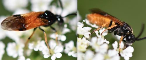 Arge cyanocrocea